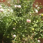 Garden 3*