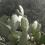 Garden 모디카