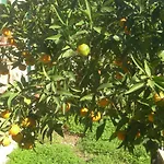 B&B Garden