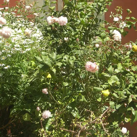 Garden 3*