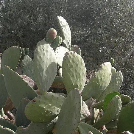 Garden Μόντικα