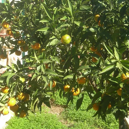 Bed and Breakfast Garden
